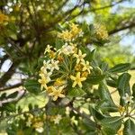 Pittosporum heterophyllumFlower