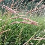 Andropogon gerardi Blatt