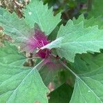 Chenopodium giganteum Blatt