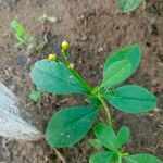 Talinum paniculatum ഫലം