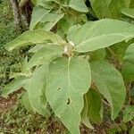 Solanum incanum Leaf