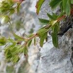 Potentilla caulescens Hábito