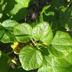 Triumfetta procumbens Leaf