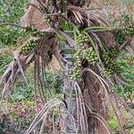Howea belmoreana Tunda