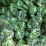 Begonia imperialis Habit