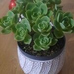 Aeonium haworthiiКветка