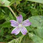 Malva multiflora Flor
