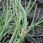 Juncus heterophyllus Altres