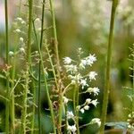 Tiarella cordifolia 葉