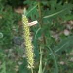 Setaria verticillata Λουλούδι