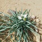 Pancratium illyricum Liść