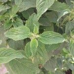 Lippia alba Foglia