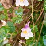 Cymbalaria muralisFlower