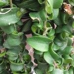 Aeschynanthus radicans Jani