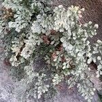 Asplenium ruta-muraria Агульны выгляд