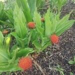 Scadoxus puniceus Habitatea