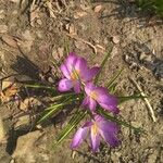 Crocus corsicus Flower