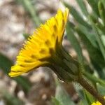 Sonchus bulbosus Kvet