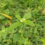 Spermacoce glabra 叶