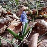 Muscari botryoidesFleur