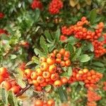 Pyracantha coccinea Fruit