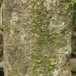 Licania densiflora Bark