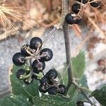 Solanum americanum 果實