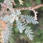 Descurainia millefolia 葉