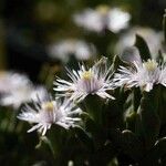 Ruschia rupicola Flower