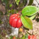 Eugenia uniflora Fruit