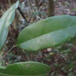 Diospyros abyssinica Blad