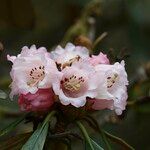 Rhododendron arizelum Flower