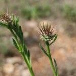 Centaurea melitensis ᱵᱟᱦᱟ