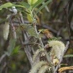 Salix pedicellata Altro