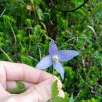 Clematis alpinaFlower