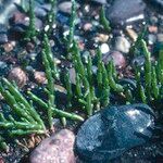 Salicornia europaea Ліст