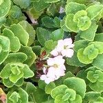 Kalanchoe crenata Flor