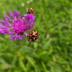 Centaurea nigrescens Frucht