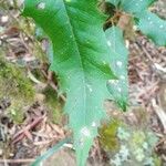 Lomatia fraseri Leaf