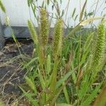 Setaria pumila Staniste