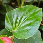 Begonia coccinea Листок