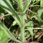 Anchusa azurea Kéreg