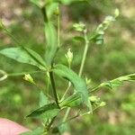 Stellaria alsine Blatt