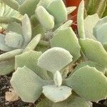 Kalanchoe millotii برگ