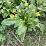 Erythronium americanum花