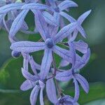 Petrea volubilis Цвят