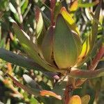 Leucadendron salignum Цветок