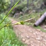 Carex distachya Fruit