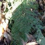 Dryopteris dilatata Облик