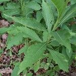 Verbesina alternifolia Leaf